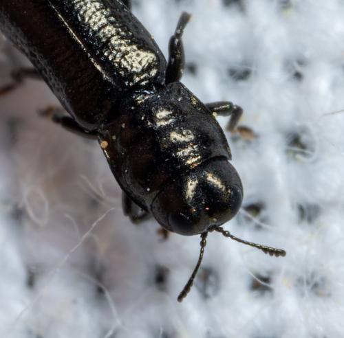 Aphanisticus emarginatus